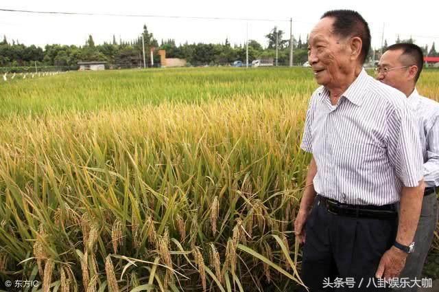 为何袁隆平费十余年研发的新稻谷，在国内不被推广，是真的没用吗