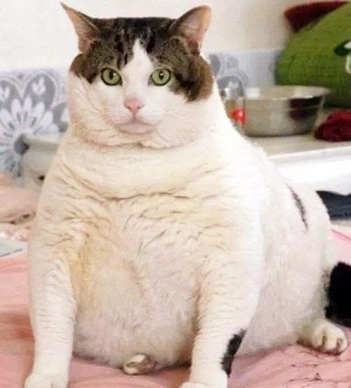 肥猫日记恶搞视频,肥猫日记恶搞视频大全