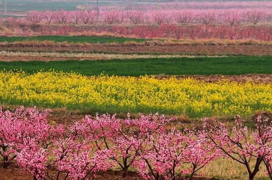 快收下这份湖北“醉美”赏花攻略，让花海承包你的整个春天