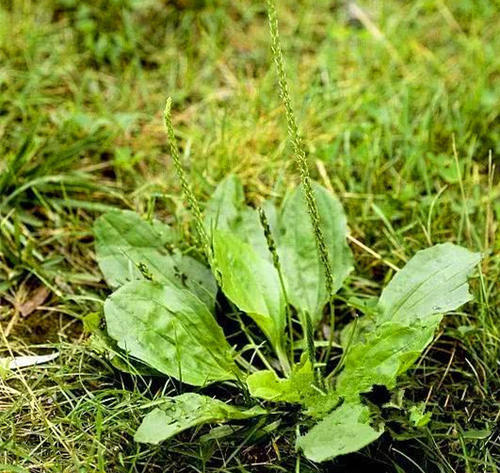 婆婆丁野菜有什么功效和作用 t0148378040884d96ef.jpg