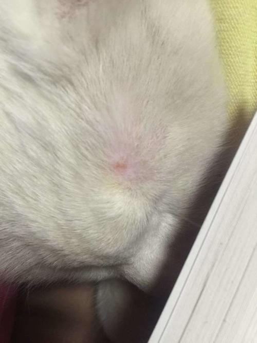 吸猫人士注意,如何辨别喵星人得猫藓,用这个办