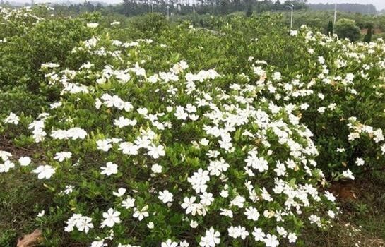 山栀花成“致富花”，村民每亩净赚千元