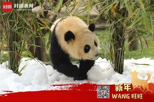 成都今天大太阳，结果熊猫基地下雪了…见到雪的熊猫们又兴奋地打