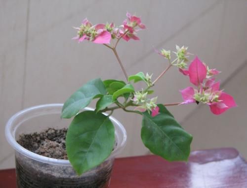 三角梅用这个方法来扦插,几天就能长根,开花还