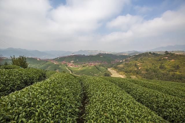 樱花是春天里最浪漫的主角，这里是国内最早开始的地方