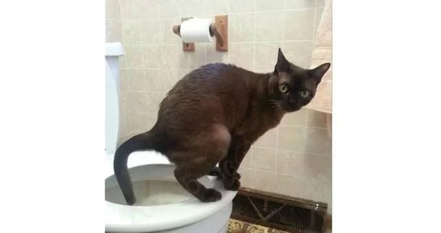 营养学干货人体产生酮体的过程 生酮减肥的原