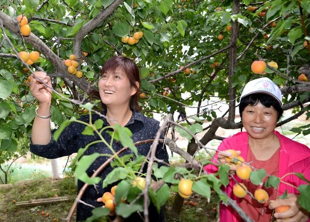 陕西：太平红杏引客来