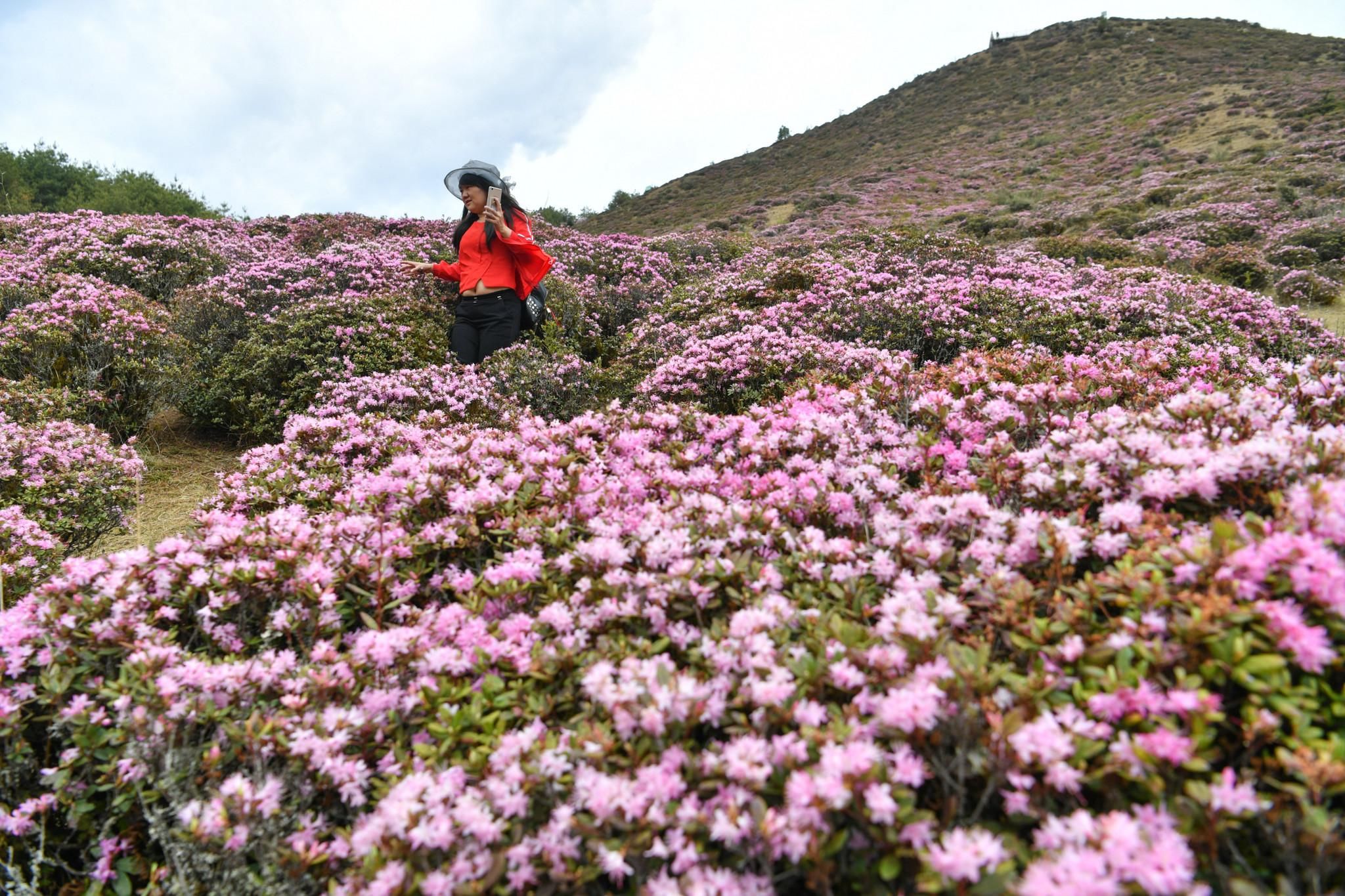 昆明禄劝:野生高山杜鹃满山盛开
