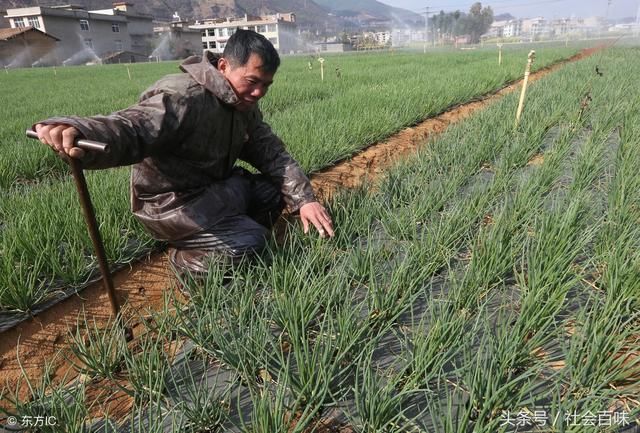 几种能让农民致富的蔬菜 种上10天就开始赚钱 自家土地能年入10万