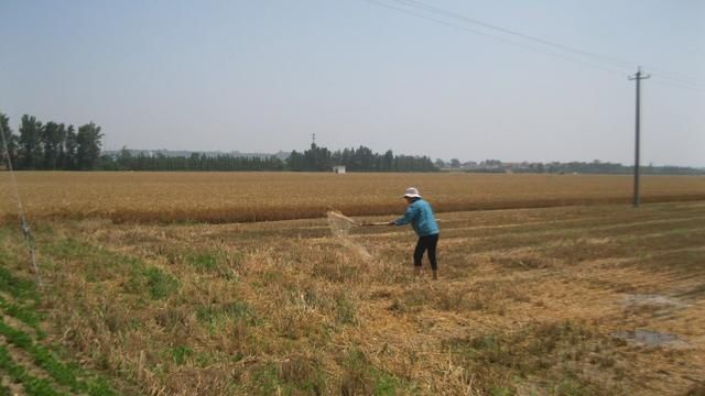 农村常说，三夏大忙究竟忙在哪里？