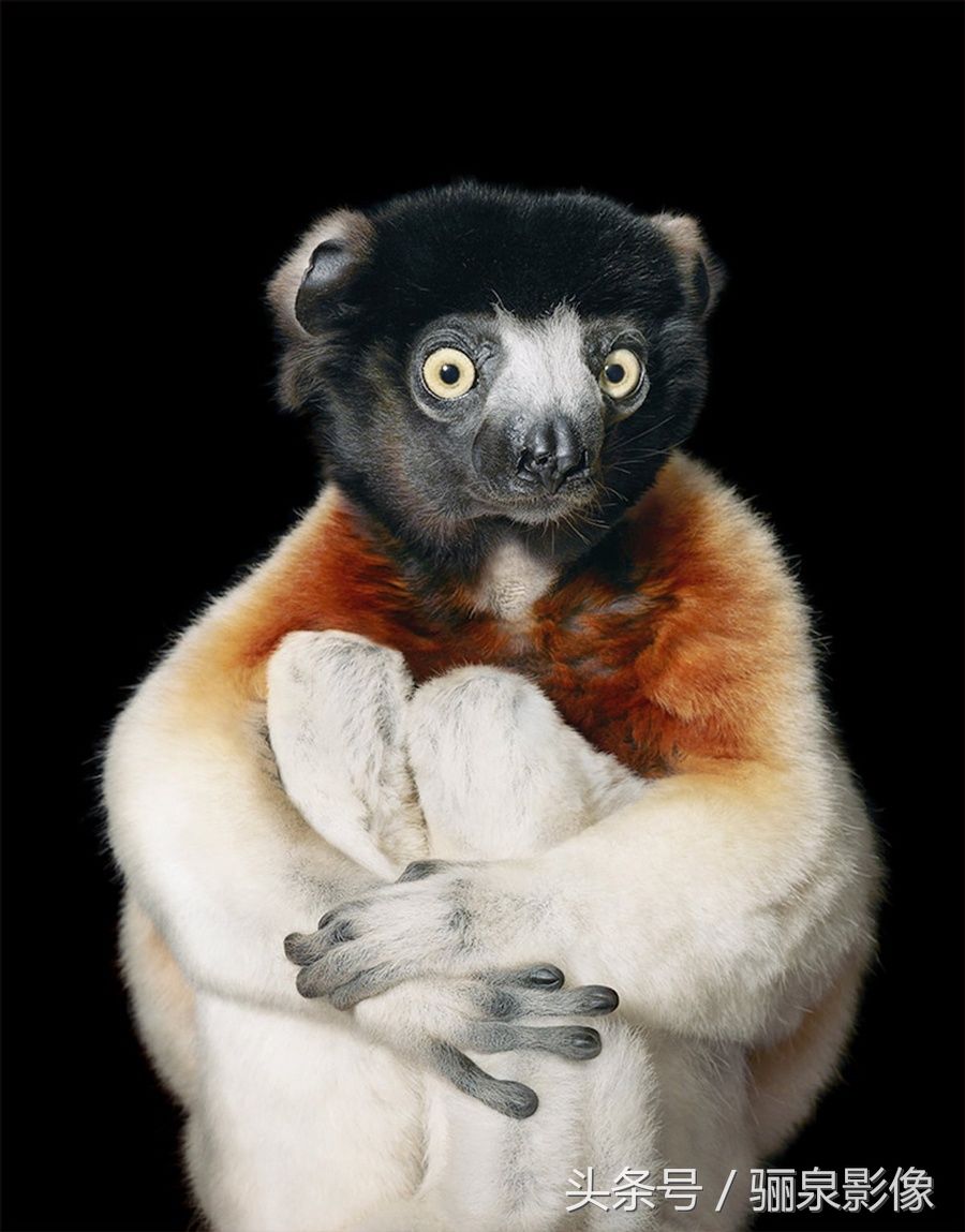 Tim Flach:唤起怜悯之心 充满人性的动物肖像