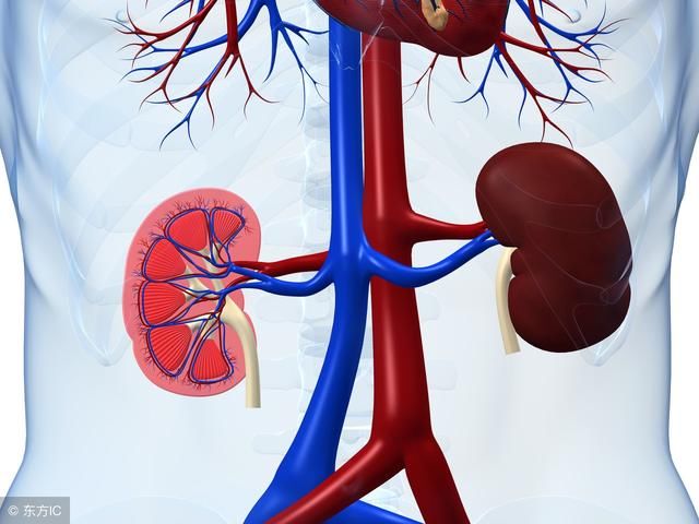 肾病怎样吃肉更安全？医生：把握3个关键点，远离尿毒症