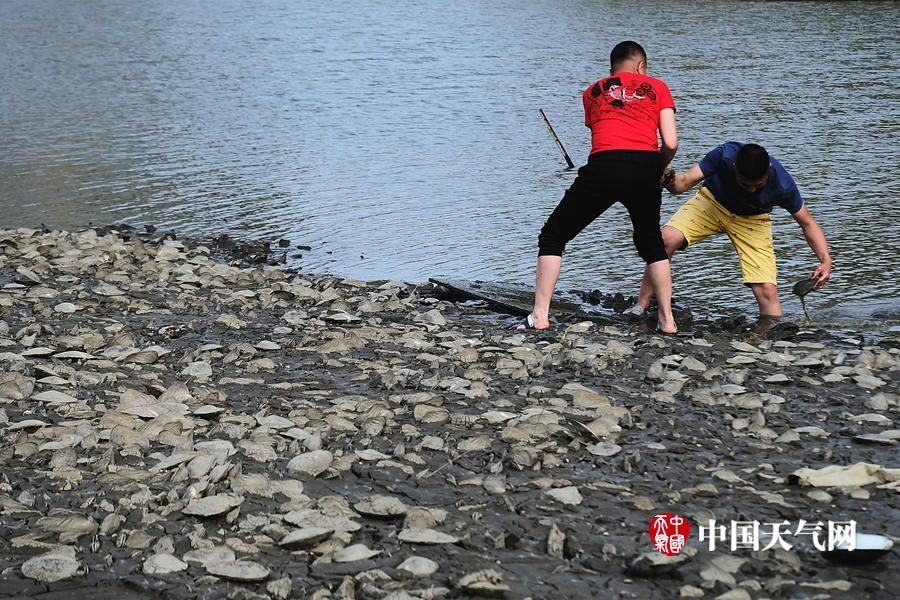 松花江哈尔滨段河床裸露河蚌堆积