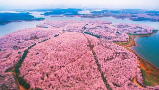 中国最大的樱花胜地,吸引无数外国人前来观赏