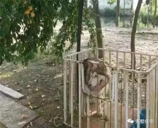 微商回乡建别墅后晒图,网友:别侮辱别墅好吗?
