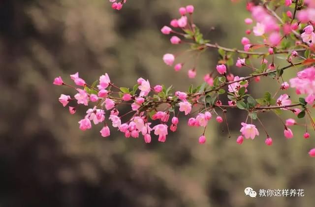 门前别乱种树，这5种树，镇宅旺财养人，可惜知道的人太少！