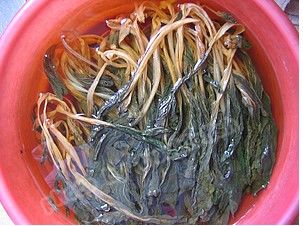 白菜干无花果猪脚汤