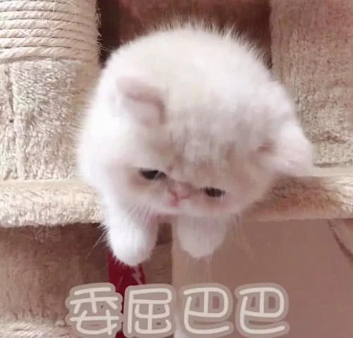 比我爱你强1000倍的表情,第3张有点萌,你表情包发呆图片可爱图片