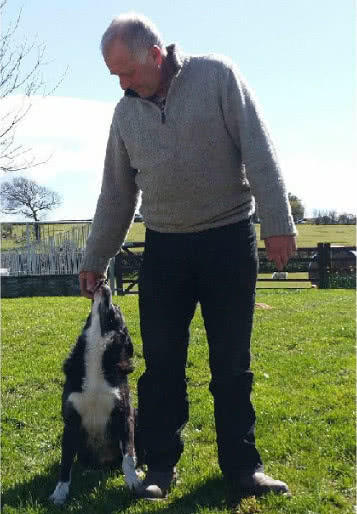 这只牧羊犬花12天,狂奔386公里,只为回到自己