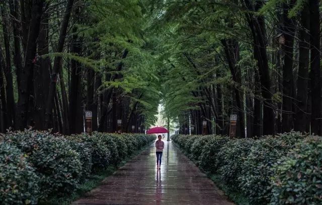 在江苏腹地 竟深藏着一处宛如亚马逊雨林的秘境之地……