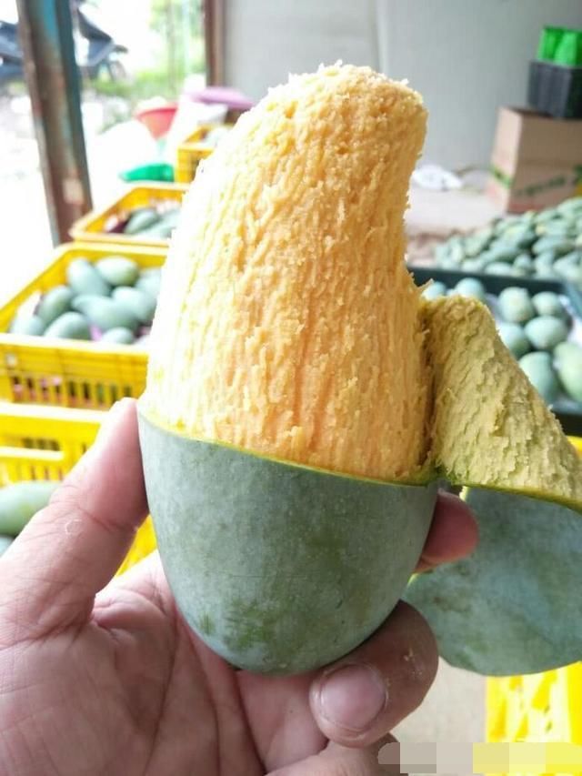 为什么广西的的桂七芒贵妃芒被称为芒果中的贡品!_【快资讯】