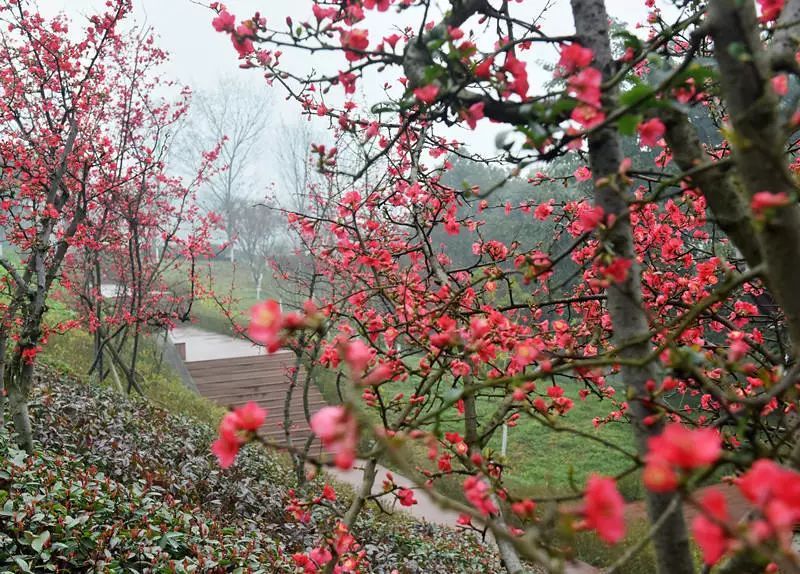 春游赏花踏青的看过来，自驾路线、交通提示在这里！