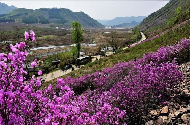 白山户外群关门砬子观映山红休闲一日游