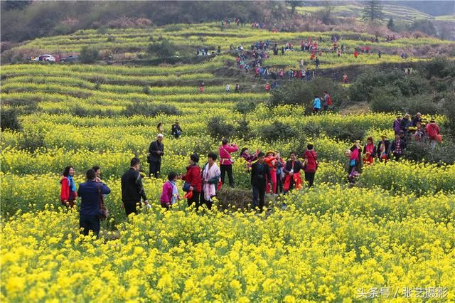 春天的婺源 油菜花盛开，姑娘头戴十元花环满山遍野拍照