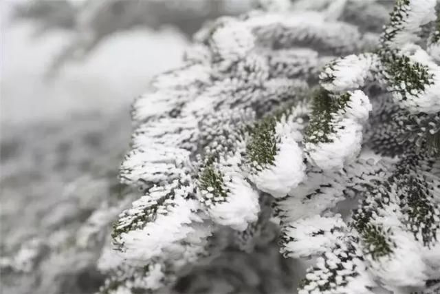 一边花开 一边下雪 云南现轿子雪山观“雪中花”雾凇奇景