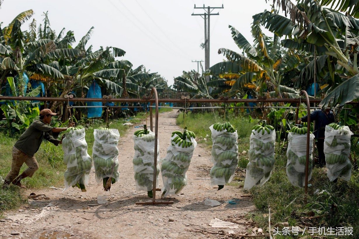 中国让老挝成为最大香蕉出口国 几年后当地人