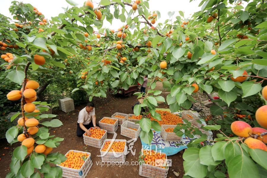 山东枣庄:“脱贫杏”助民脱贫致富