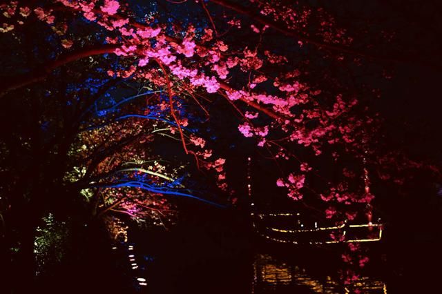 太湖鼋头渚夜赏樱花游园会:一场视觉与听觉的“饕餮盛宴”