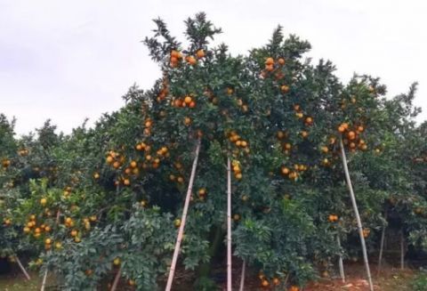 赣州发现一棵脐橙王树,产了脐橙720斤!长成了