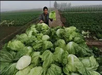 十个品种八个下跌，蔬菜行情猛然由春返冬