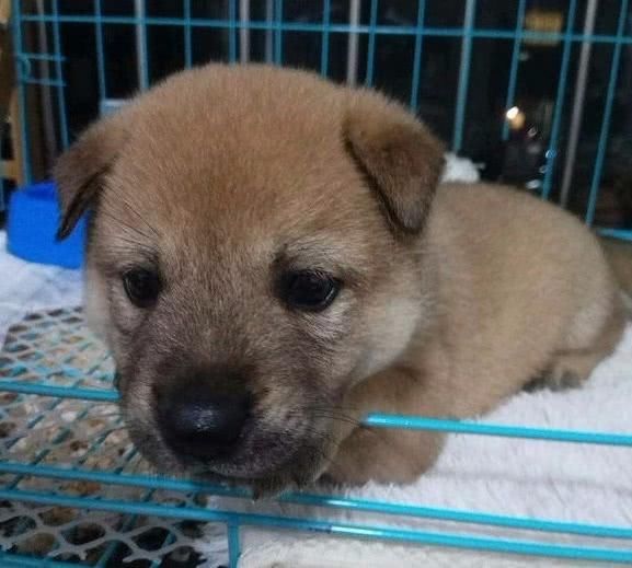 路遇一只中华田园犬,网友想带回家养,闺蜜阻拦