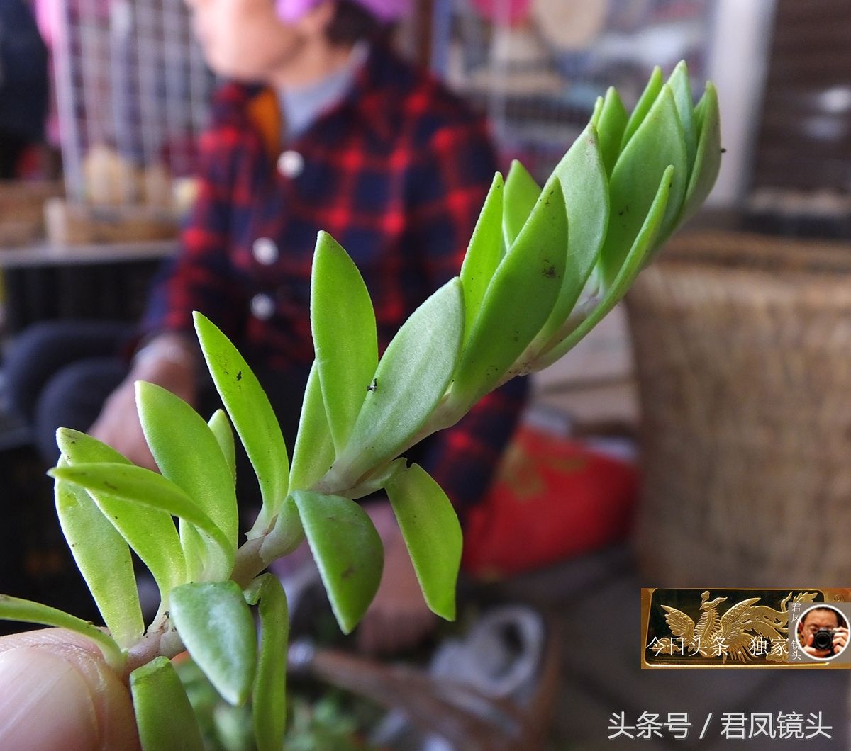 湖北宜昌:景区趣闻,农妇把草药当野菜卖,垂盆草