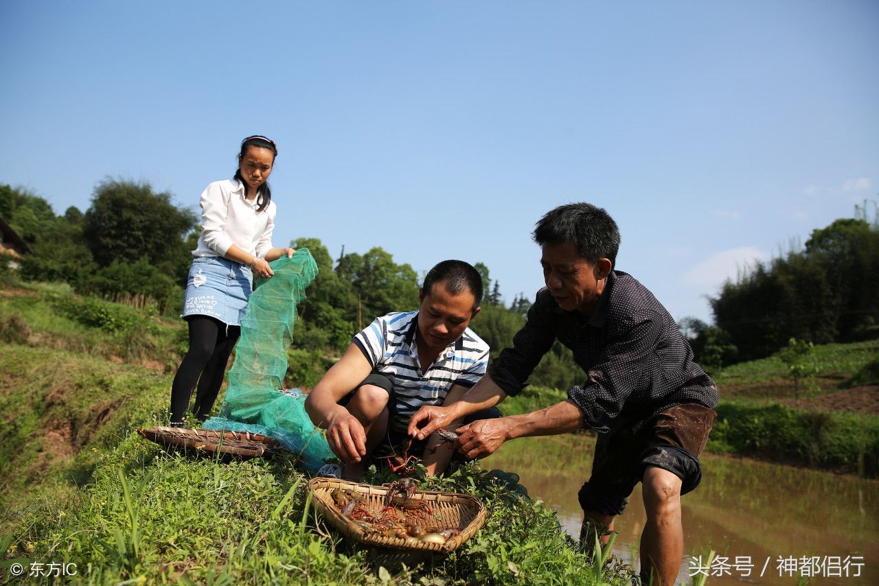 美味小龙虾简直停不下手，市场销售火爆，养殖户摇头:不赚钱