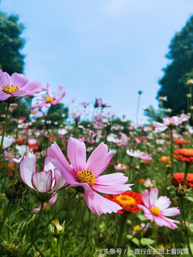 厦门忠仑公园波斯菊花开正旺，赶紧去瞧瞧吧！