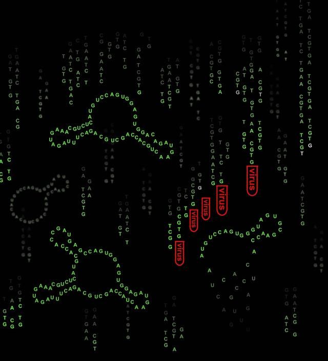 上海科学家合作揭示环形RNA在天然免疫过程