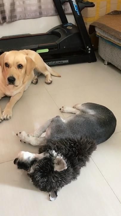 狗为啥喜欢躺地板 t014bea658898a40346.jpg