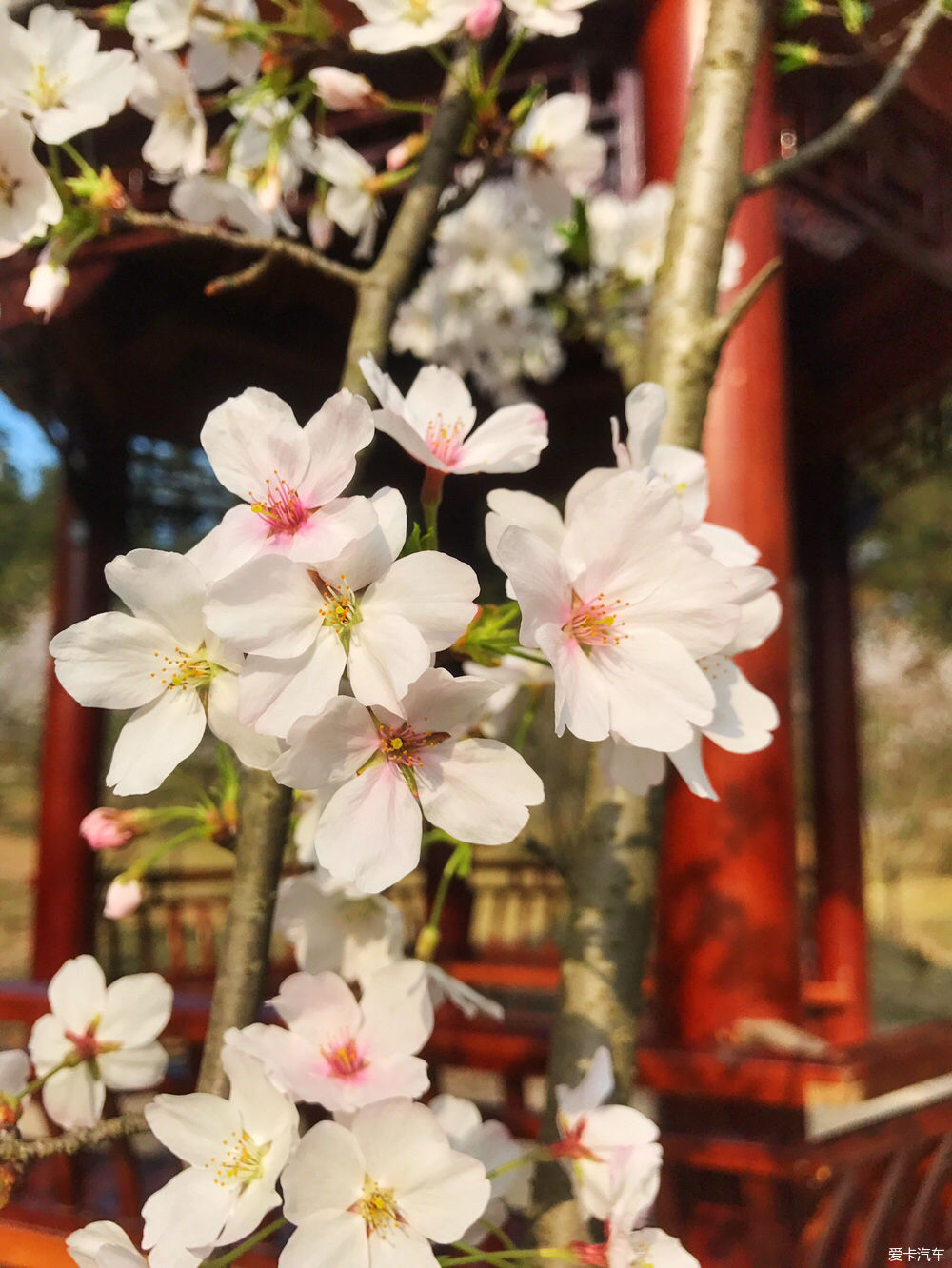【春之彩】又是一年樱花烂漫时