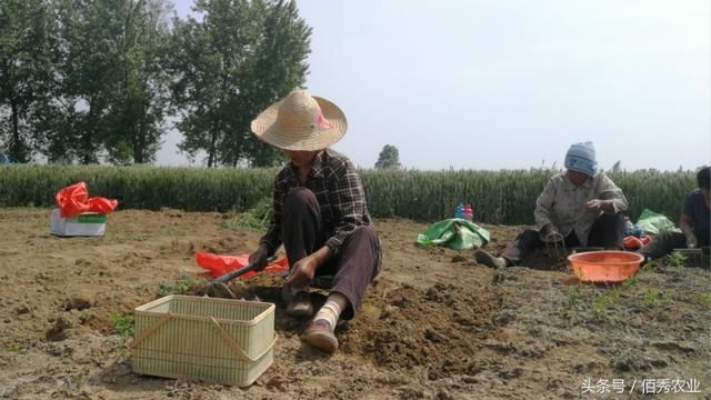 收获4亩农作物,雇10个人要干十几天,过程堪比做针线活