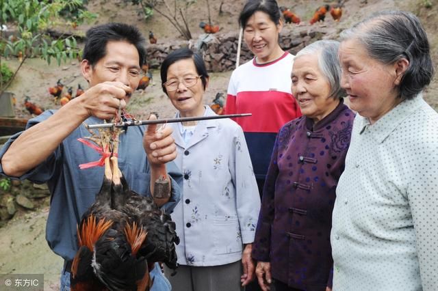 养殖土鸡，土猪失败案例太多，生态养殖是不是雾里看花？