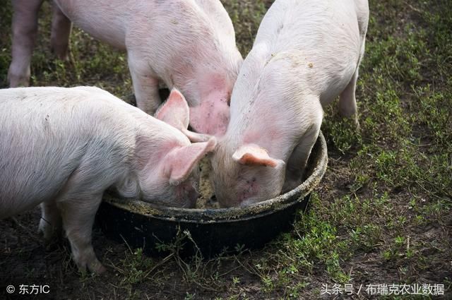 本周全国生猪均价稳中震荡，北方猪价整体较稳定，局地有所回涨