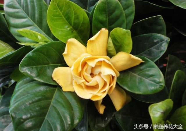 茉莉、栀子花期延长，开花不断的小秘诀