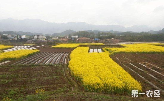 为什么农村土地不能种了？详解2018年国家农村土地规范方案