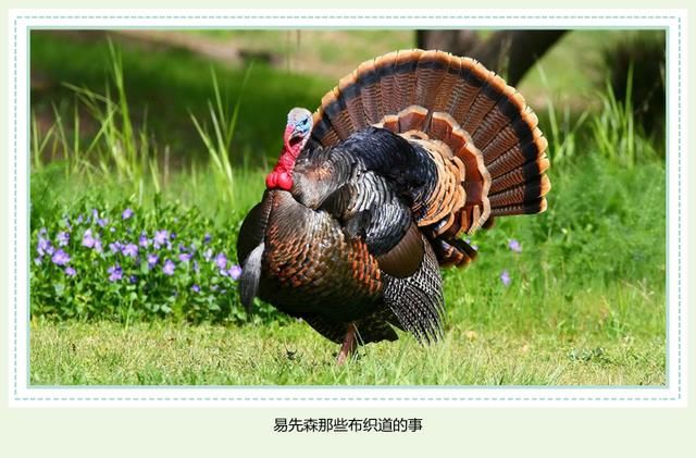 五类属鸡人的财运和猴之人一样,财聚腰间缠万贯,功成名就万里传