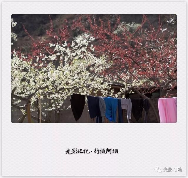 亲，你见过脆李花吗？