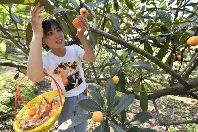 枇杷熟了，南岸广阳回龙邀你摘枇杷啦!