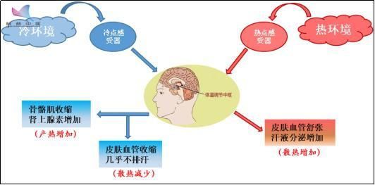 你在裹着大衣，别人却换上裙装？人体有各自的“温度感受器”